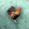 免费短剧畅看